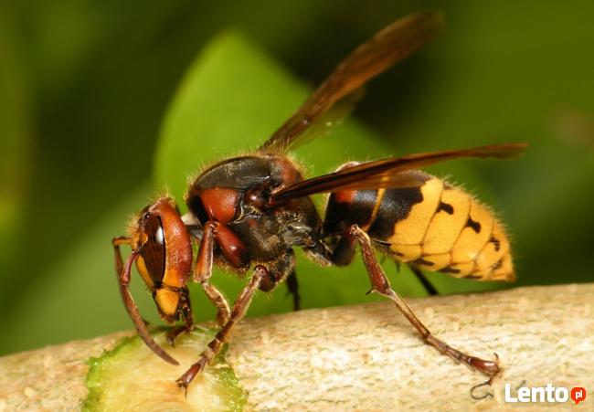 SZERSZENIE, OSY - usuwanie gniazd os, szerszeni