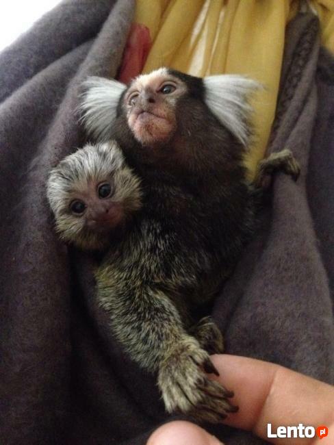 Małpka marmozeta samiczka, samiec - sprzedam