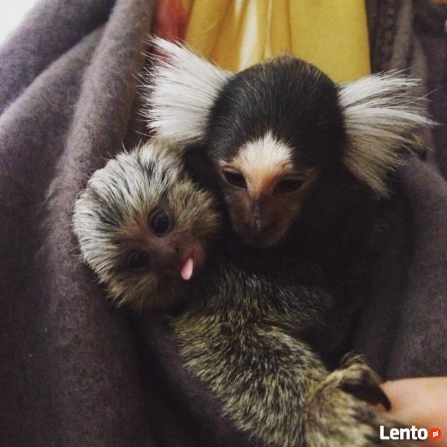 Małpka marmozeta samiczka, samiec - sprzedam