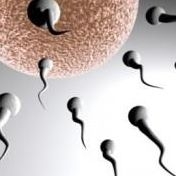 Badanie nasienia - Spermiogram - Seminogram