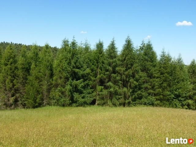Działka rolna-częściowo zalesiona