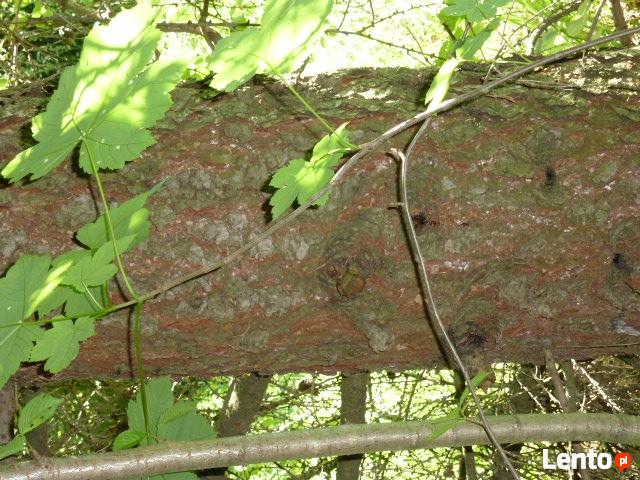 Działka rolna-częściowo zalesiona