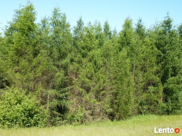 Działka rolna-częściowo zalesiona