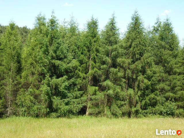 Działka rolna-częściowo zalesiona