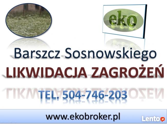 Barszcz Sosnowskiego, zwalczanie, usuwanie, likwidacja