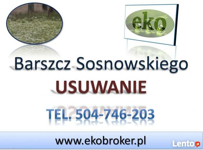 Barszcz Sosnowskiego, zwalczanie, usuwanie, likwidacja