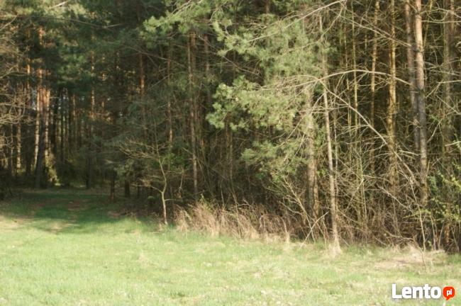 DZIAŁKA z WZ ok. 8 km od B-stoku - Pasynki gmina Zabłudów