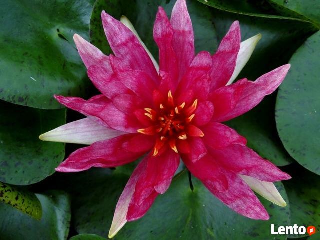 Rośliny do oczka, ogrodu HYDROFLORA