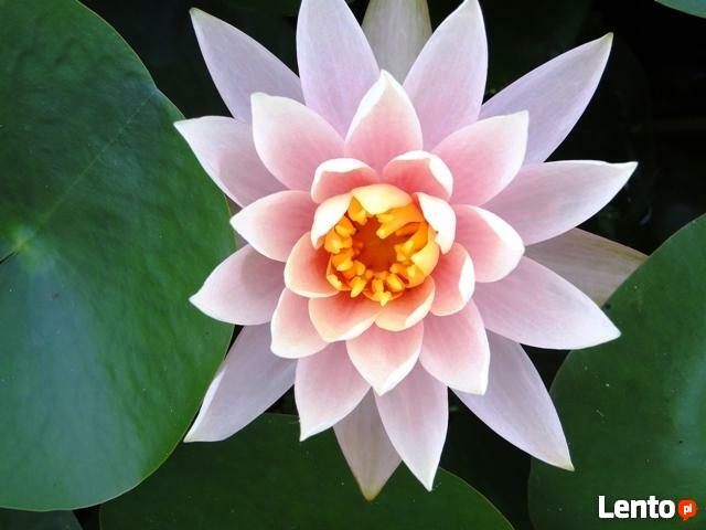 Rośliny do oczka, ogrodu HYDROFLORA