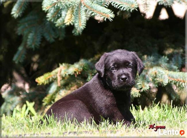 Mamy szczenięta rasy Labrador Retriever