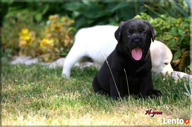 Mamy szczenięta rasy Labrador Retriever