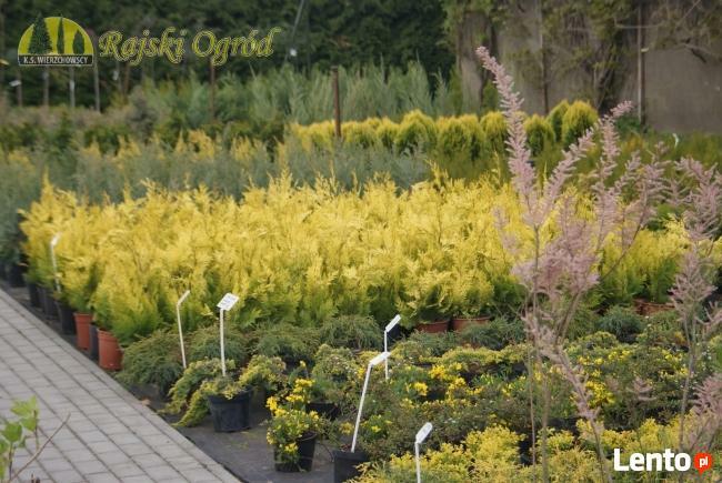 Rajski Ogród - zakładanie ogrodów, sprzedaż roślin