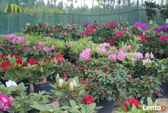 Największy wybór roślin do Twojego ogrodu