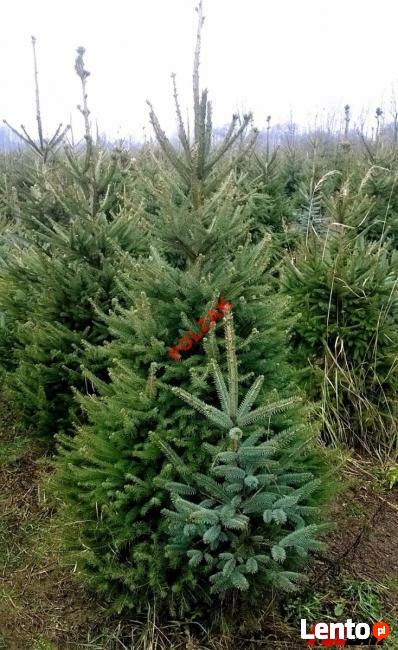 Świerk Pospolity Zwykły SREBNY Choinka ŚWIERKI CHOINKI