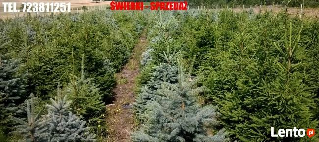 Świerk Pospolity Zwykły SREBNY Choinka ŚWIERKI CHOINKI