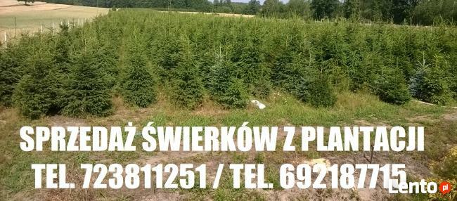 Świerk Pospolity Zwykły SREBNY Choinka ŚWIERKI CHOINKI