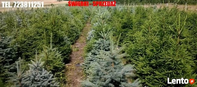 ŚWIERK SREBRNY CHOINKI ŚWIERKI HURT DETAL RAWA MAZOWIECKA