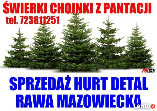 ŚWIERK SREBRNY CHOINKI ŚWIERKI HURT DETAL RAWA MAZOWIECKA