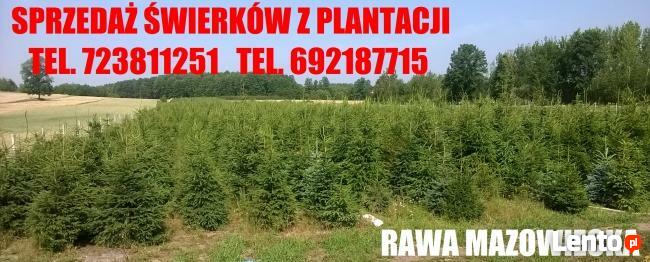 ŚWIERK SREBRNY CHOINKA CHOINKI ŚWIERKI HURT DETAL RAWA MAZ