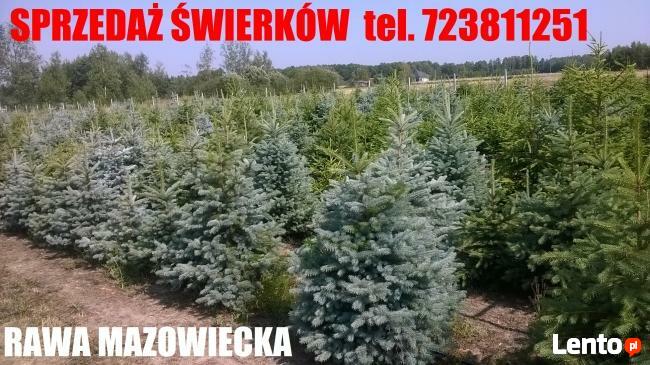 ŚWIERK SREBRNY CHOINKA CHOINKI ŚWIERKI HURT DETAL RAWA MAZ