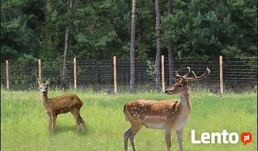 Siatka leśna/budowlana - 200/17/30 L 50mb ocynk