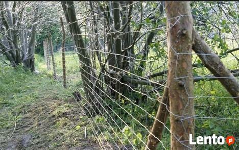 Siatka leśna/budowlana - 200/17/30 L 50mb ocynk