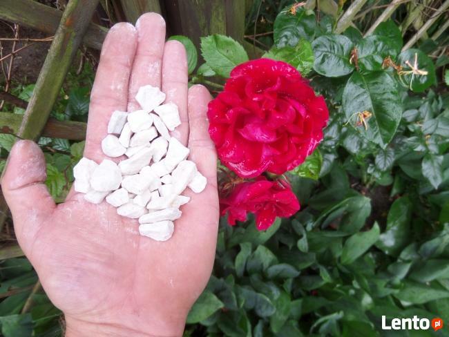 BIAŁY GRYS BIAŁA MARIANNA 10-16