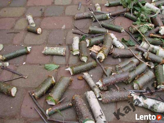 Rębak do gałęzi spalinowy -wypożyczalnia Puławy, Kozienice