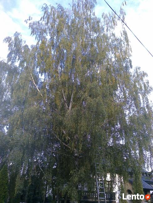 Wycinka i Pielęgnacja Drzew