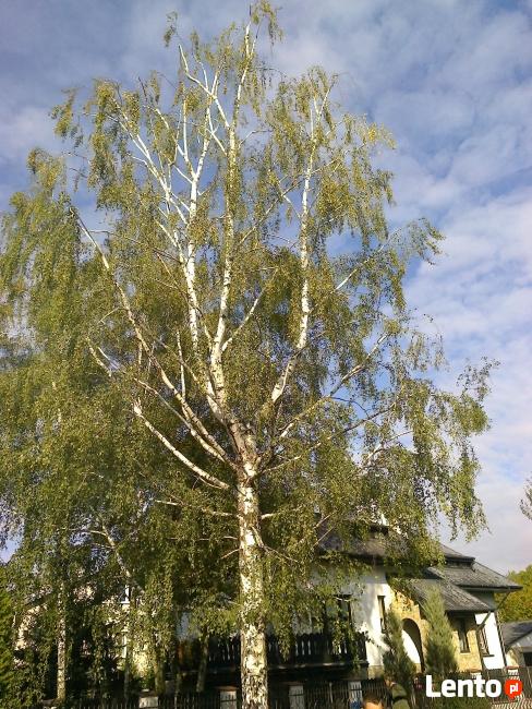 Wycinka i Pielęgnacja Drzew