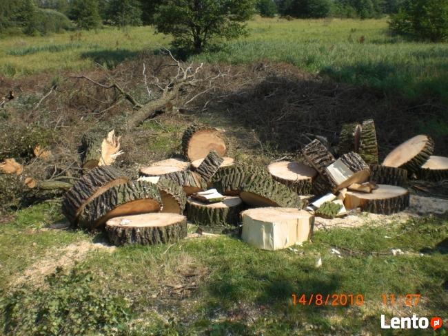 Drzewa wycinamy i przycinamy