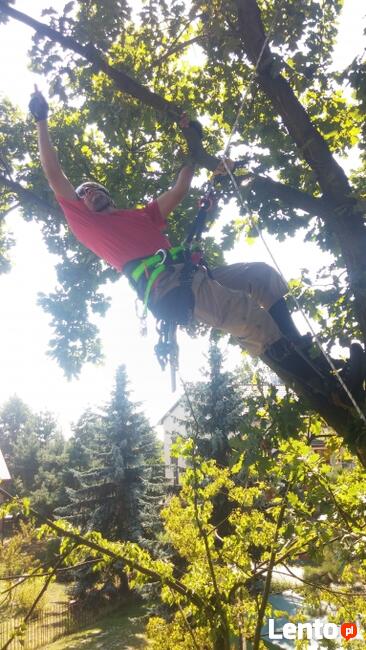 DRZEWA, WYCINKA, ŚCINKA, PRZYCINKA, PIELĘGNACJA, ARBORYSTYKA