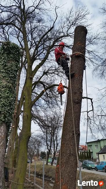 DRZEWA, WYCINKA, ŚCINKA, PRZYCINKA, PIELĘGNACJA, ARBORYSTYKA