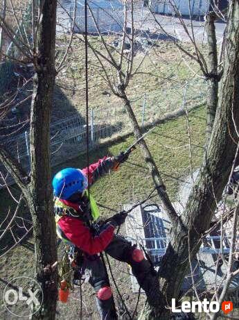 Ścinka drzew i modelowanie zieleni.
