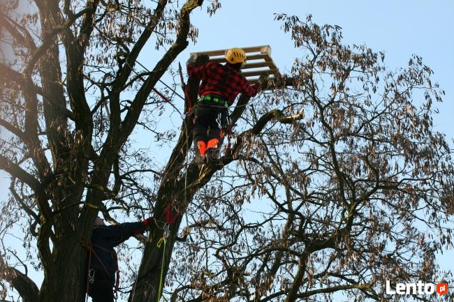 DRZEWA, WYCINKA, ŚCINKA, PRZYCINKA, PIELĘGNACJA, ARBORYSTYKA