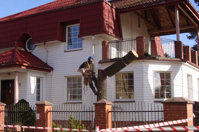 Ścinka drzew i modelowanie zieleni.