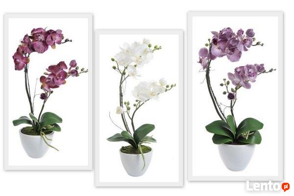 Dekoracje dla domu i biura, artykuły florystyczne, susze itp.