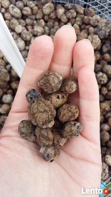 Keramzyt Ogrodniczy worek 80l Kamień do Ogrodu