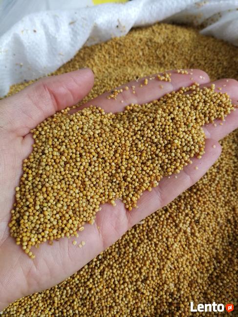 Gorczyca ziarno, nasiona