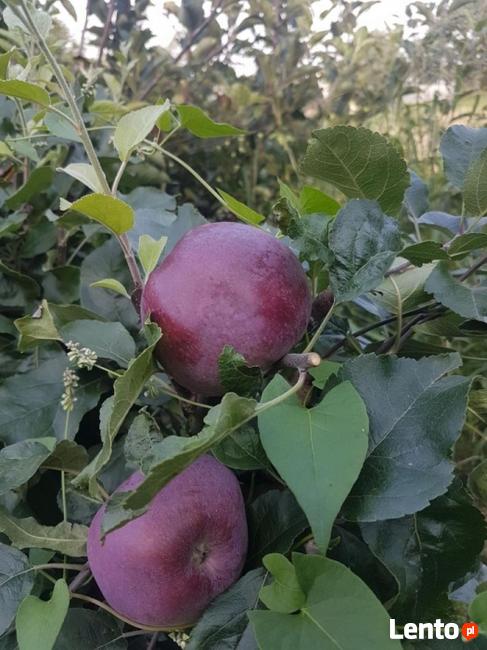 DRZEWKA Owocowe-SADZONKI-PRODUCENT