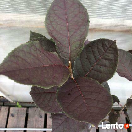 Czeremcha wirginijska SHUBERT 100 cm Sadzonka w pojemniku!