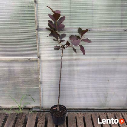 Czeremcha wirginijska SHUBERT 100 cm Sadzonka w pojemniku!