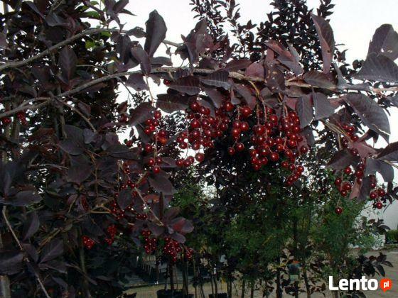 Czeremcha wirginijska SHUBERT 100 cm Sadzonka w pojemniku!