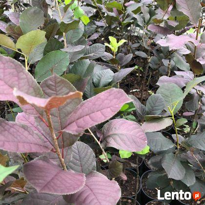 Czeremcha wirginijska SHUBERT 100 cm Sadzonka w pojemniku!