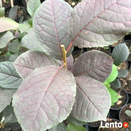 Czeremcha wirginijska SHUBERT 100 cm Sadzonka w pojemniku!