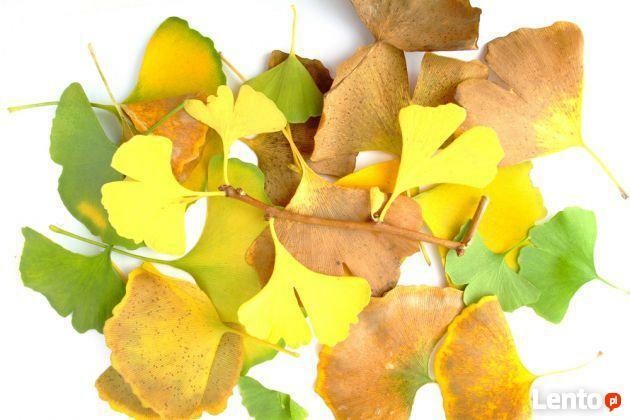 MIŁORZĄB dwuklapowy syn. CHIŃSKI 60 cm Sadzonka w pojemniku!