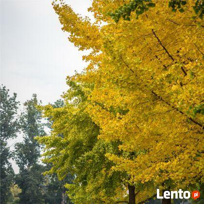 MIŁORZĄB dwuklapowy syn. CHIŃSKI 60 cm Sadzonka w pojemniku!