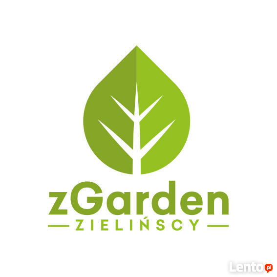 MIŁORZĄB dwuklapowy syn. CHIŃSKI 60 cm Sadzonka w pojemniku!