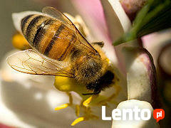 Pszczoły(roje)usunę