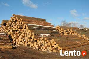 Ukraina. Surowiec drzew lisciastych i iglastych 15 zl/m3